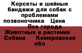 Корсеты и шейные бандажи для собак с проблемами позвоночника › Цена ­ 2 500 - Все города Животные и растения » Собаки   . Кемеровская обл.